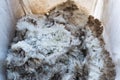 Pile of unprocessed sheep fleece in a collecting bag