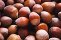 Pile of unshelled hazelnuts, whole nuts as background
