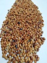 Pile of Urali Kalu or Horse Gram on white background. Closeup of horse gram seeds which is used in cooking
