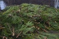 Pile of used Christmas trees prepared for recycling. Collection point for recycling Royalty Free Stock Photo