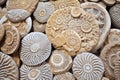 a pile of various ancient ammonite fossils