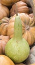 Pile of various pumpkins at harvest festival. background, vegetables. Royalty Free Stock Photo