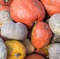 Pile of various pumpkins at harvest festival. background, vegetables. Royalty Free Stock Photo