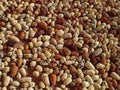 Pile of various small colorful corn cobs drying on the ground Royalty Free Stock Photo