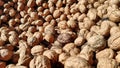 Pile of walnuts under the sunlight