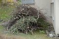 A pile of waste branches from tree trimming in the spring as a result of seasonal gardening