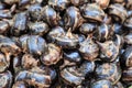 Pile of waternut or chinese water chestnut in for sale in the market in the north of thailand Royalty Free Stock Photo