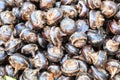 Pile of waternut or chinese water chestnut in for sale in the market in the north of thailand Royalty Free Stock Photo