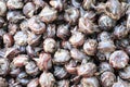Pile of waternut or chinese water chestnut in for sale in the market in the north of thailand Royalty Free Stock Photo