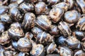 Pile of waternut or chinese water chestnut in for sale in the market in the north of thailand Royalty Free Stock Photo