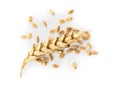 Pile of wheat grains and spike on white background, top view Royalty Free Stock Photo