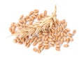 Pile of wheat grains and spike on white background, top view Royalty Free Stock Photo