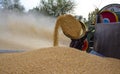 Pile of wheat & harvesting wheat