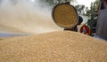 Pile of wheat & harvesting wheat Royalty Free Stock Photo