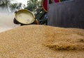 Pile of wheat & harvesting wheat Royalty Free Stock Photo