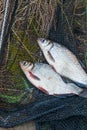 Pile of the white bream or silver fish and white-eye bream with