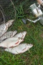 Pile of the white bream or silver fish and white-eye bream on the natural background