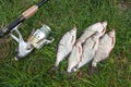 Pile of the white bream or silver fish and white-eye bream on th