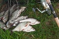 Pile of the white bream or silver fish and white-eye bream on th