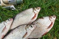 Pile of the white bream or silver fish and white-eye bream on th