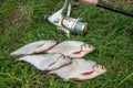 Pile of the white bream or silver fish and white-eye bream on th