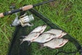 Pile of the white bream or silver fish and white-eye bream on th