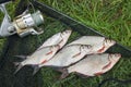 Pile of the white bream or silver fish and white-eye bream on th