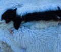 Pile of white, brown and black sheepskin rugs at a traditional fair