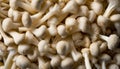 A pile of white mushrooms