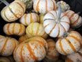 Pile of white pumpkins Royalty Free Stock Photo