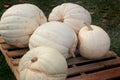 Pile of White Pumpkins Royalty Free Stock Photo