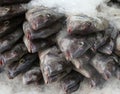 Wild Porgies on ice at fish market