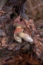 Pile of wild edible bay bolete known as imleria badia or boletus badius mushroom on old hemp in pine tree forest Royalty Free Stock Photo