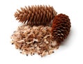Pile of winged pine seeds and pine cones Royalty Free Stock Photo