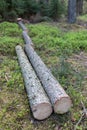 A pile of wood arranged along a forest road. Wood prepared for export Royalty Free Stock Photo