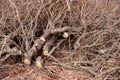 Pile of wood and branches tells a story of natural decay and transformation Royalty Free Stock Photo