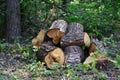 A pile of wood chunks, tree logs sawn in the forest, a cut down and sawn oak tree piled up in the woods