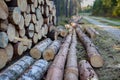 A pile of wood by a concrete road in a forested area. Works carried out when harvesting timber Royalty Free Stock Photo