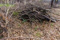Pile of wood cut and stored in the forest. Royalty Free Stock Photo