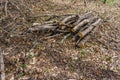 Pile of wood cut and stored in the forest. Royalty Free Stock Photo