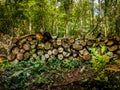 Pile of wood cut and stored in the forest.