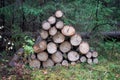 A pile of wood after deforestation. Tree logs lie on the ground in the forest. Dry chopped firewood stacked on top of