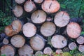 A pile of wood after deforestation. Tree logs lie on the ground in the forest. Dry chopped firewood stacked on top of