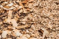 Pile of Wood Flakes with Dragonfly Background/ Texture