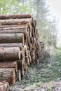 Pile of wood in forest