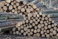 Pile of wood. Huge stacks of logs piled high at a lumb Royalty Free Stock Photo