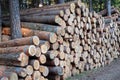 Pile of wood. Huge stacks of logs. Royalty Free Stock Photo