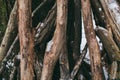 Pile of wood logs as background. Royalty Free Stock Photo