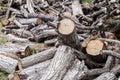 Pile of wood logs background Royalty Free Stock Photo