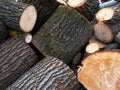 Pile of wood logs on the edge of the forest